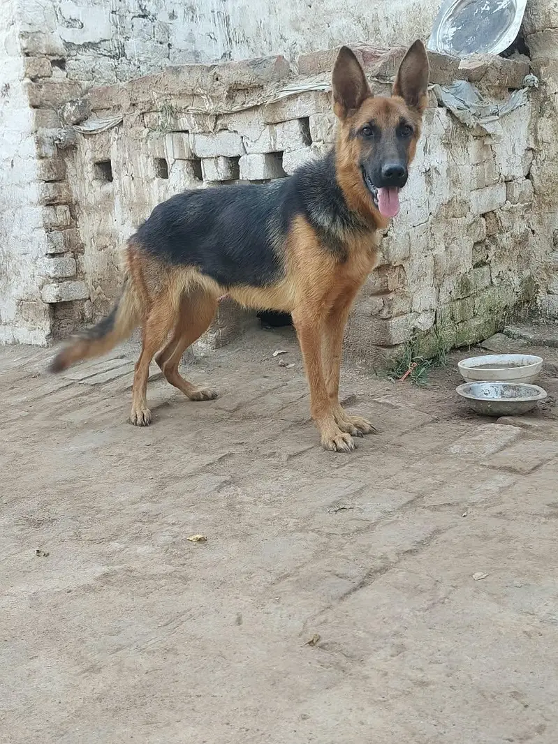 German shepherd female — photo 4