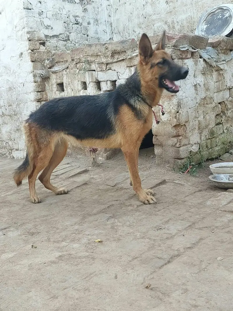 German shepherd female — photo 5