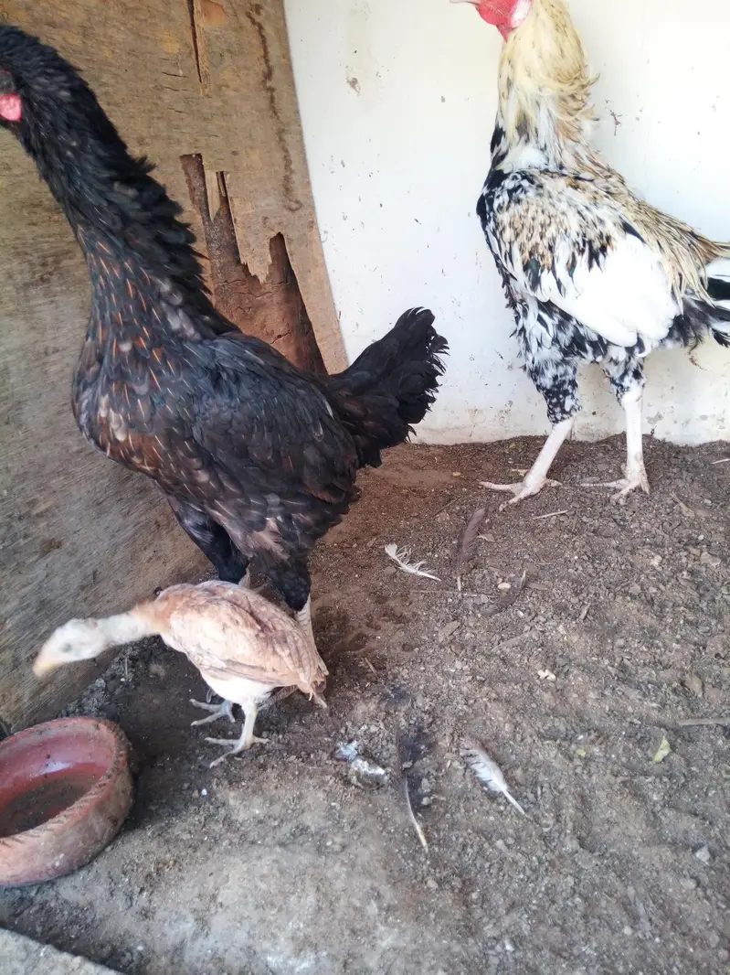 murgha+ murghi pair — photo 2