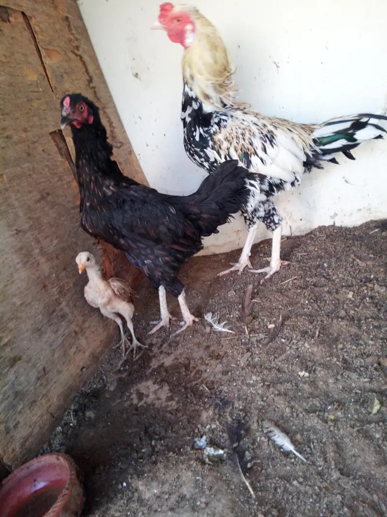 murgha+ murghi pair — photo 3