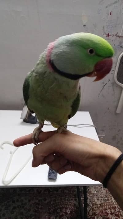 tamed talking raw parrot