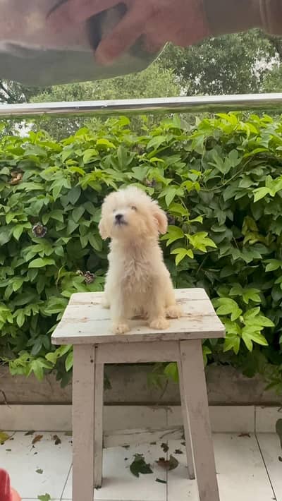 French toy poodle for sale