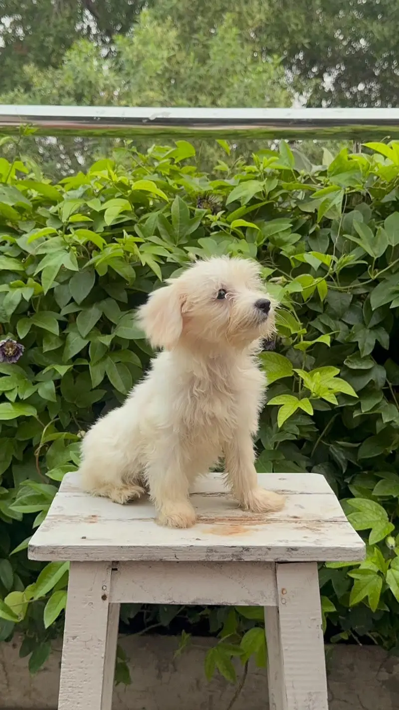 French toy poodle puppies for sale — photo 2