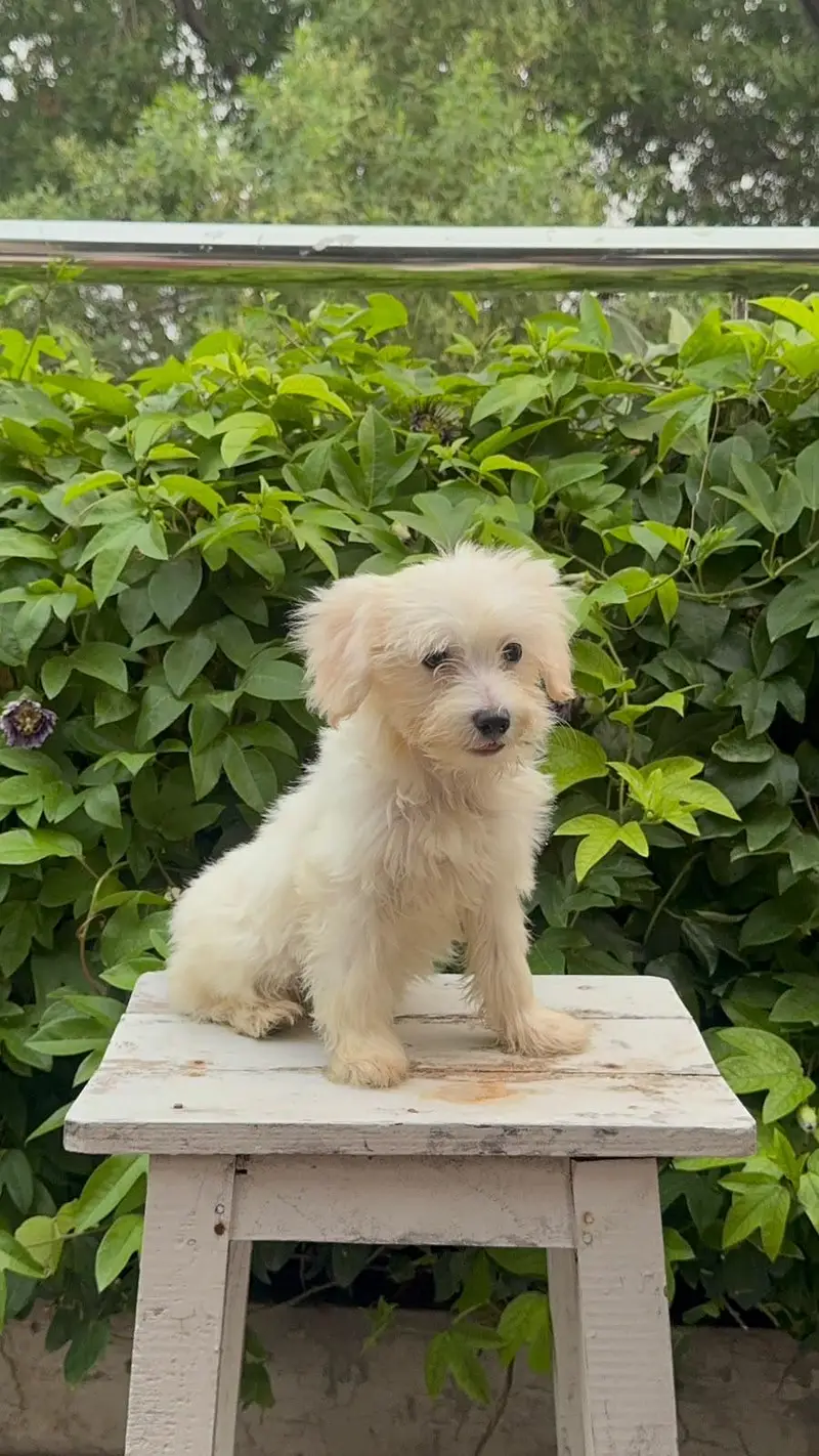 French toy poodle puppies for sale — photo 3