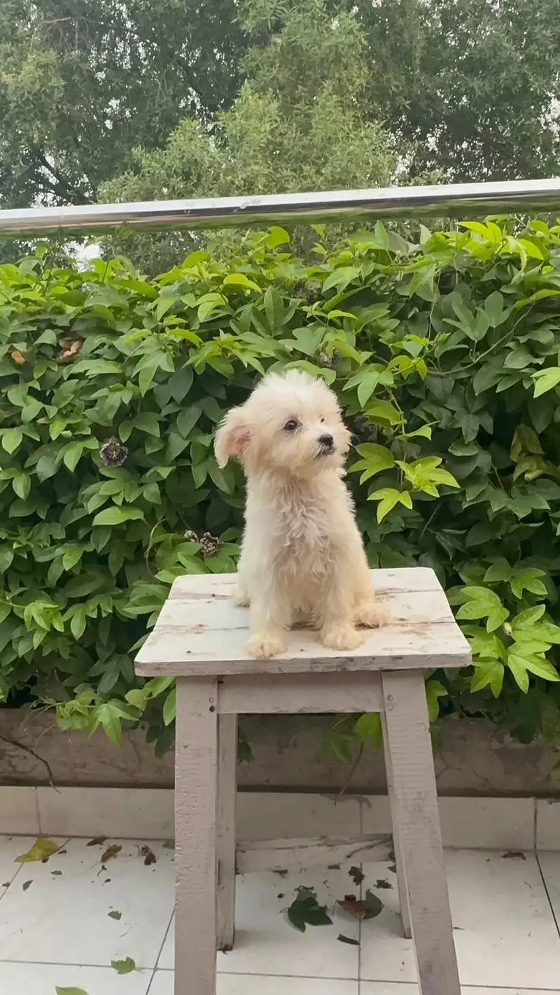 French toy poodle puppies for sale — photo 4