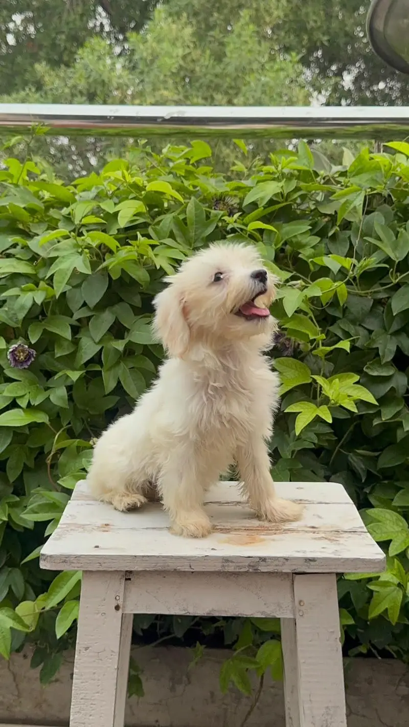 French toy poodle puppies for sale — photo 6