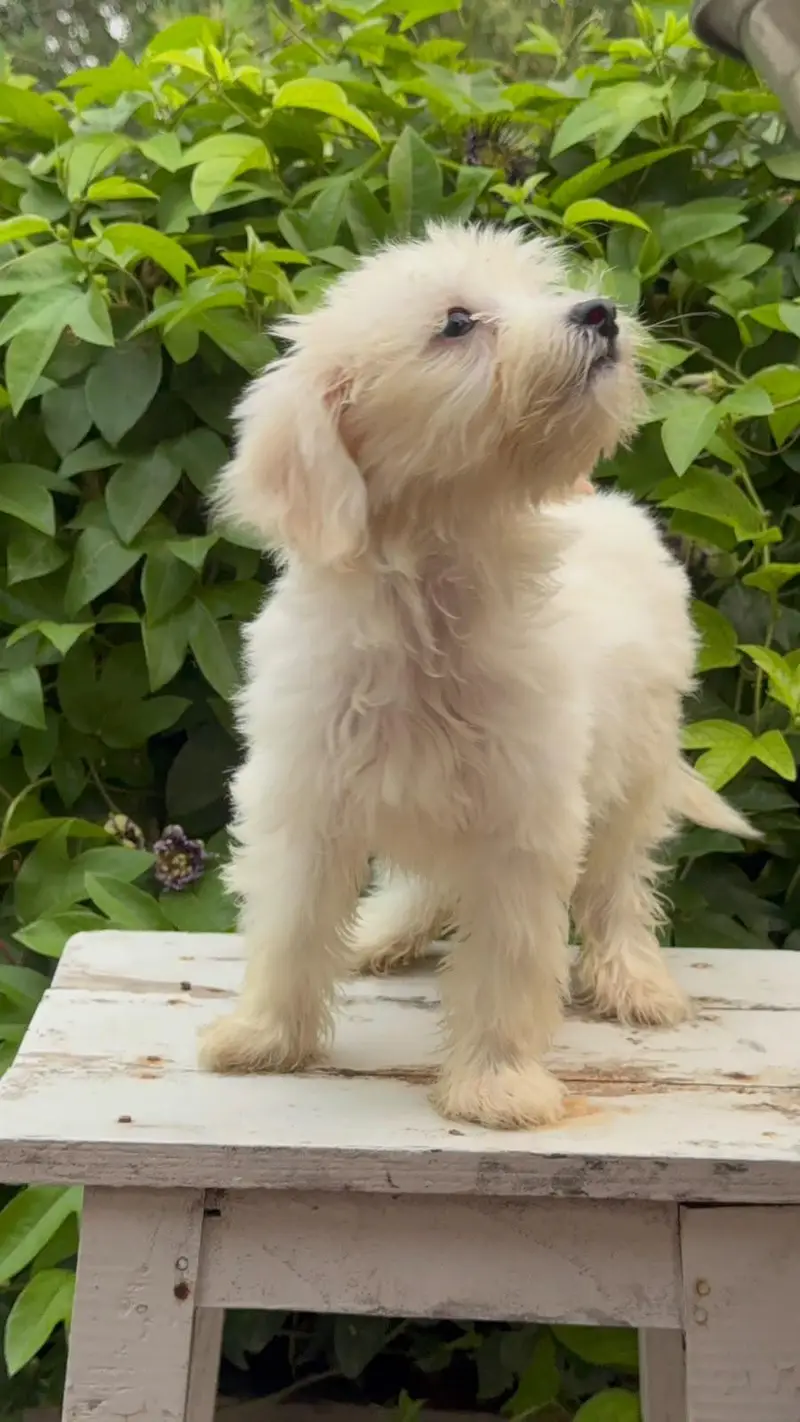 French toy poodle puppies for sale — photo 7