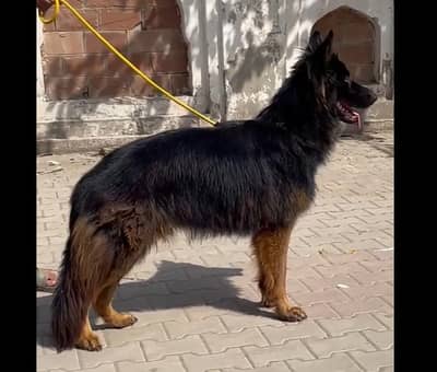 German Shepherd Male Dog For Sale