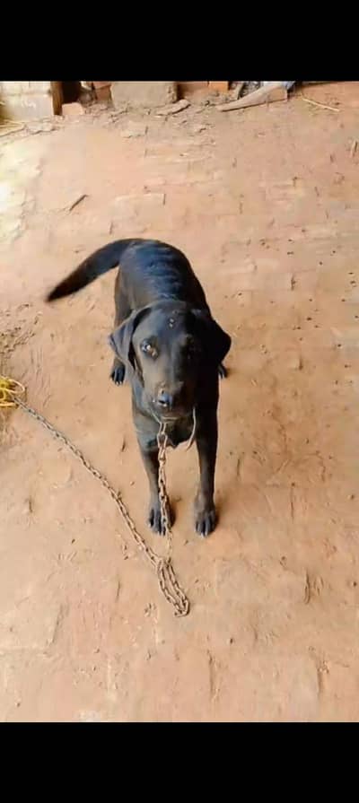 lebrador dog female
