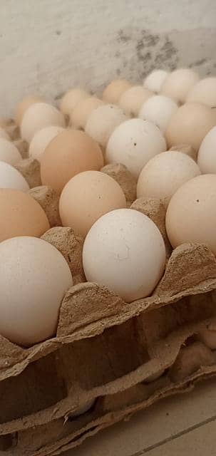 desi egg 0