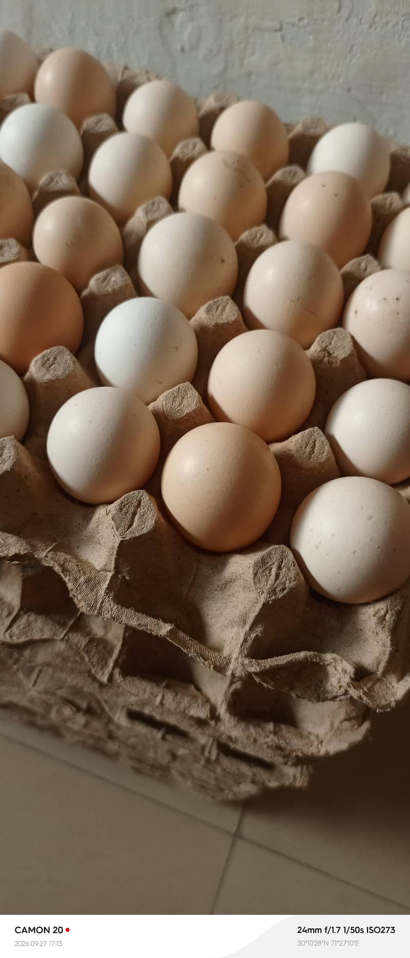 desi egg 1