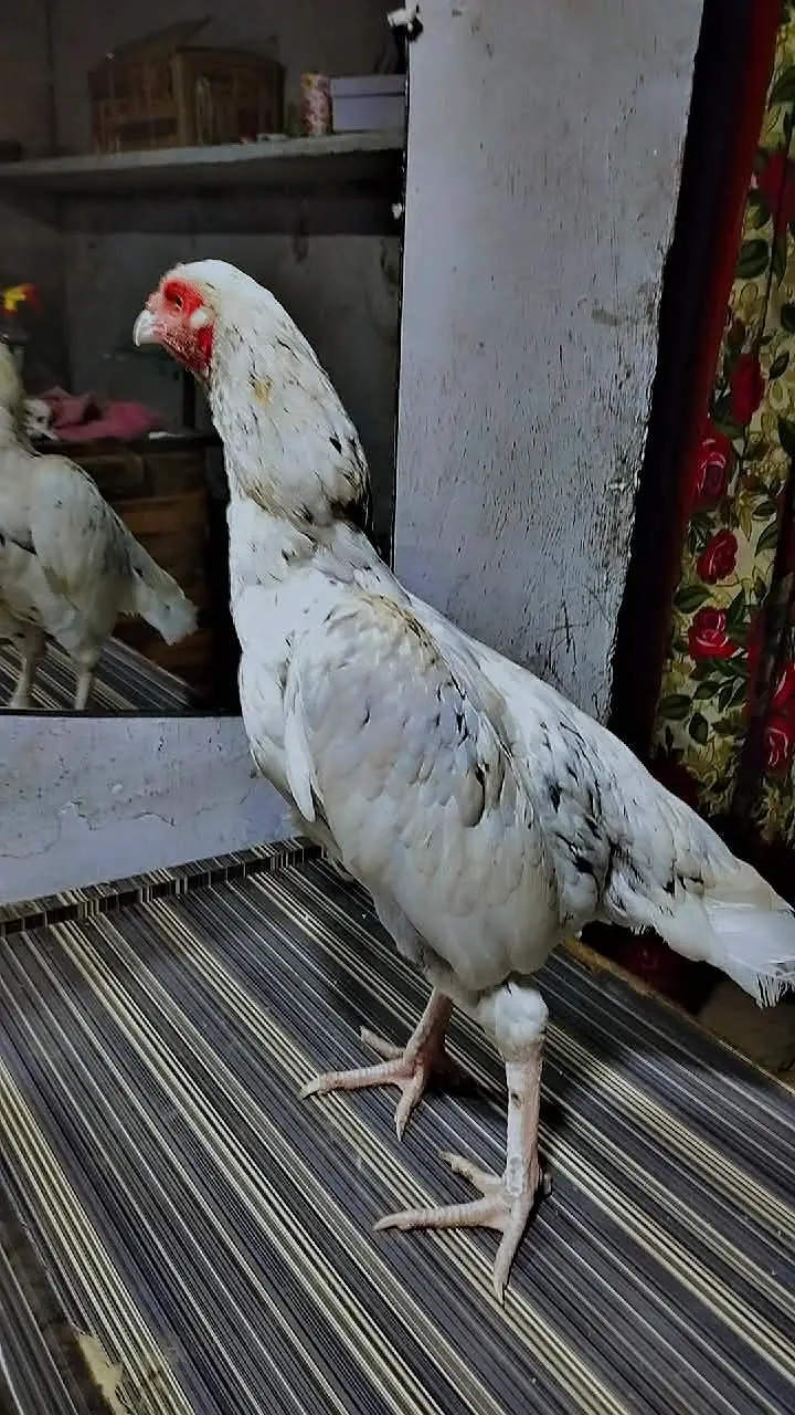 for sale WhatsApp number 031378840633 — photo 7
