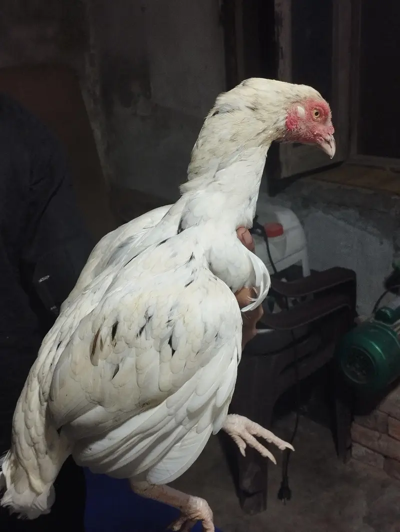 for sale WhatsApp number 031378840633 — photo 10