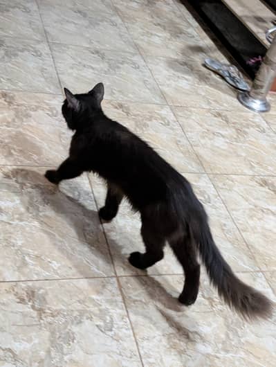 Persian Cat Male