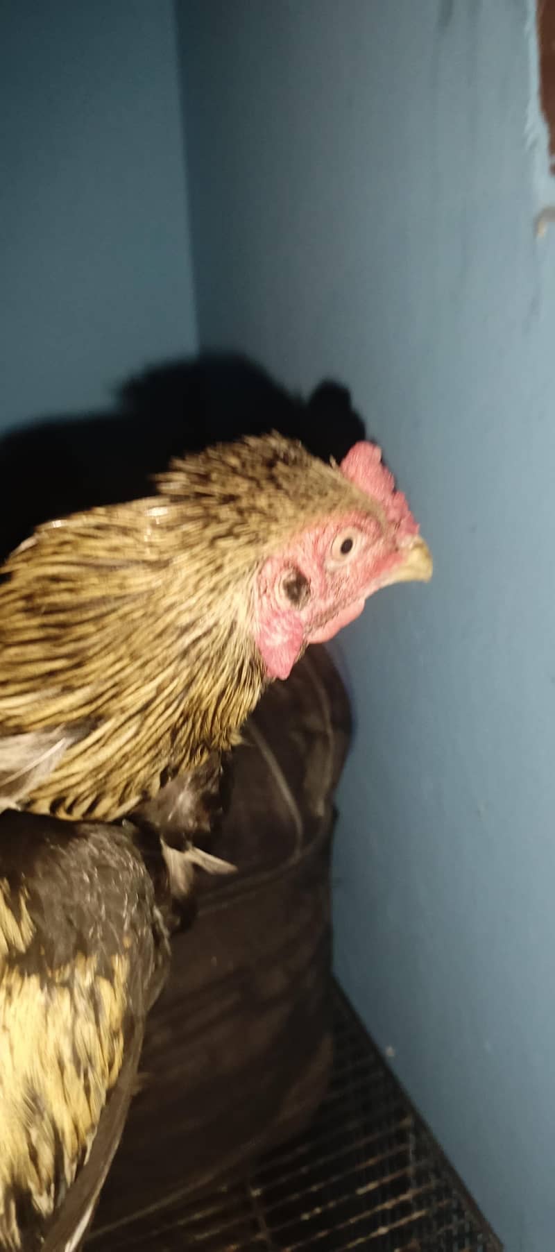 Pure Aseel java Breeder Male 0