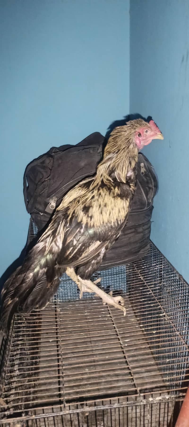 Pure Aseel java Breeder Male 1