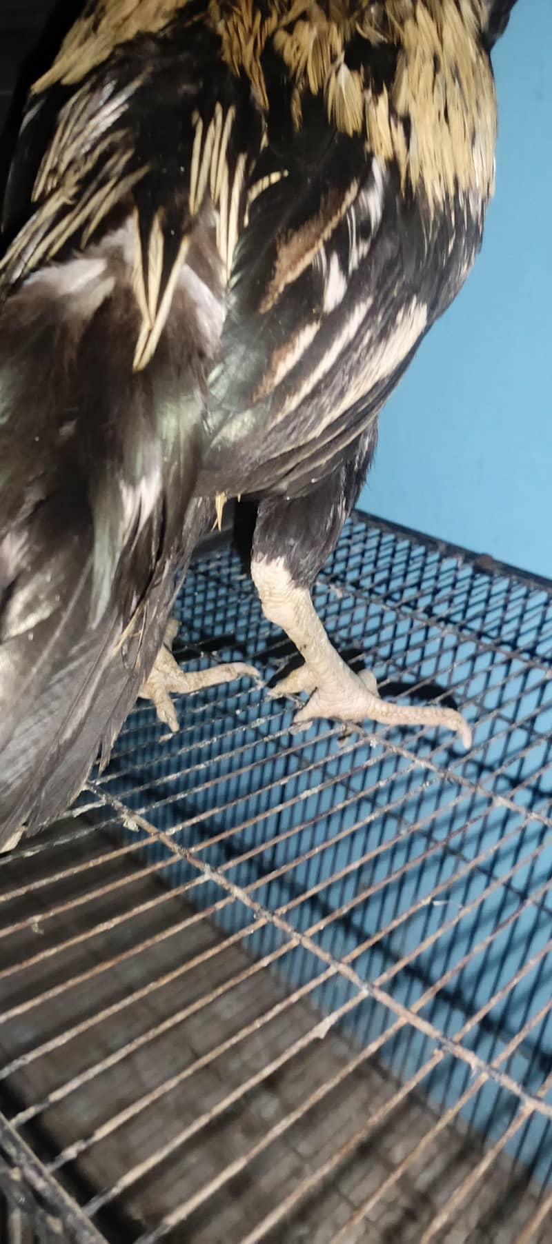 Pure Aseel java Breeder Male 2