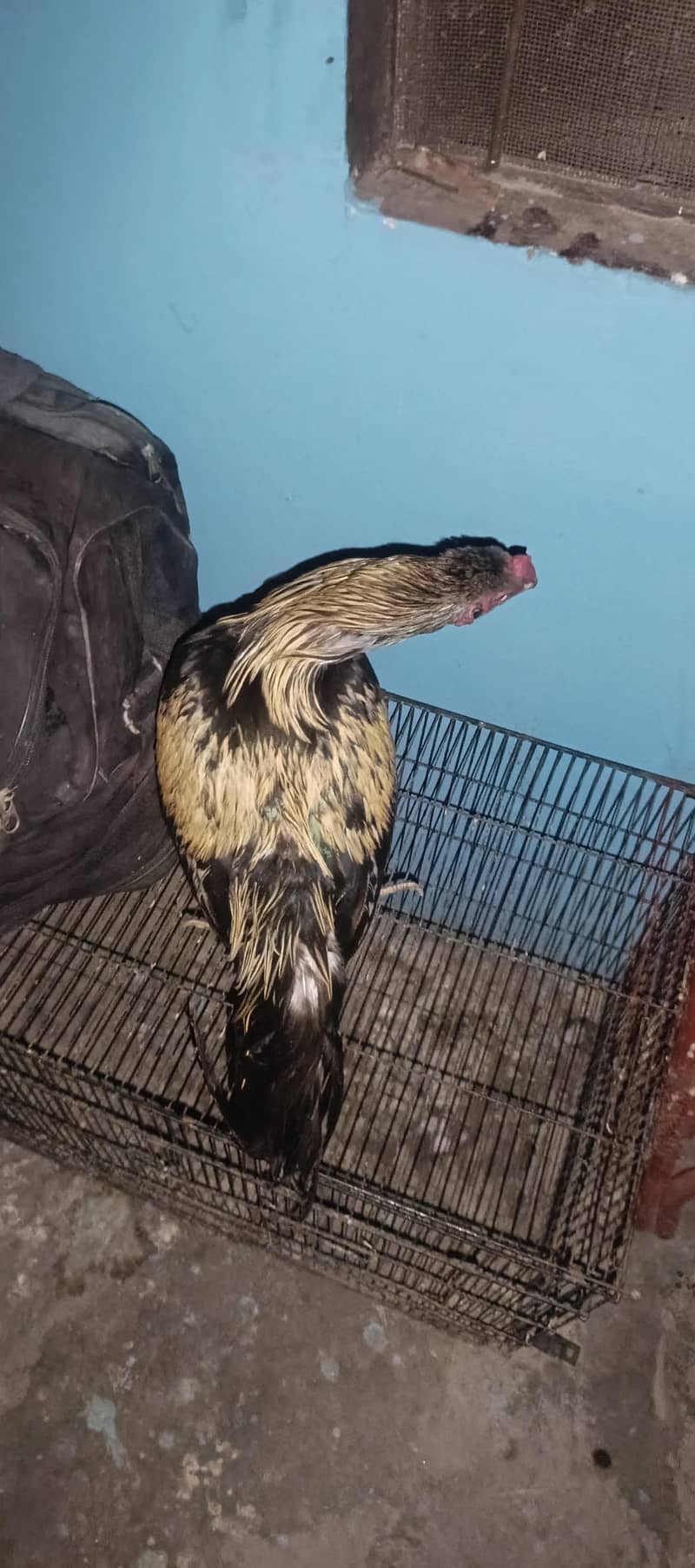 Pure Aseel java Breeder Male 3