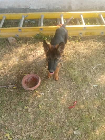 German shepherd puppies dog for sale 03246107725 WhatsApp
