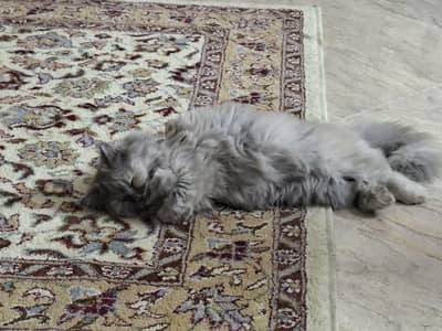 Grey Persian Female Cat