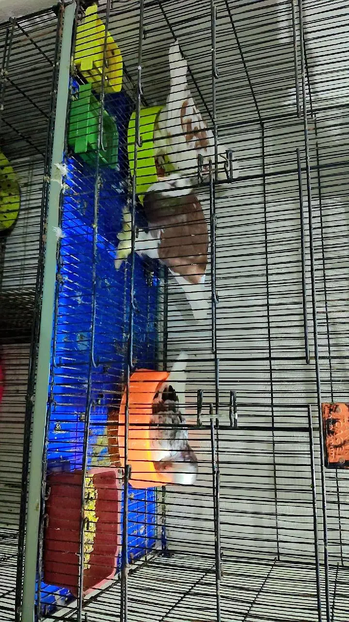 2 Breeder pair with chicks For Sale with Cage — photo 3