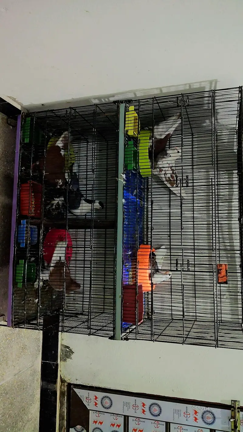 2 Breeder pair with chicks For Sale with Cage — photo 4