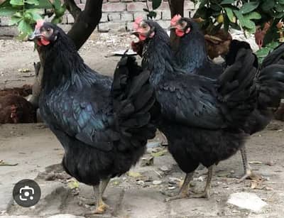 loman Balck Murgi For Sale Karachi.