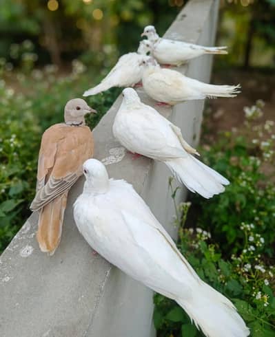 dove 3 pair