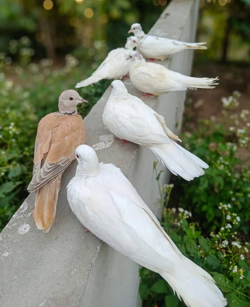 dove 3 pair 0