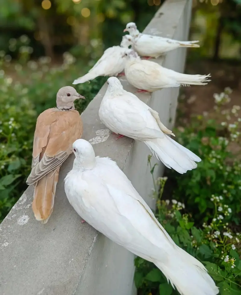 dove 3 pair