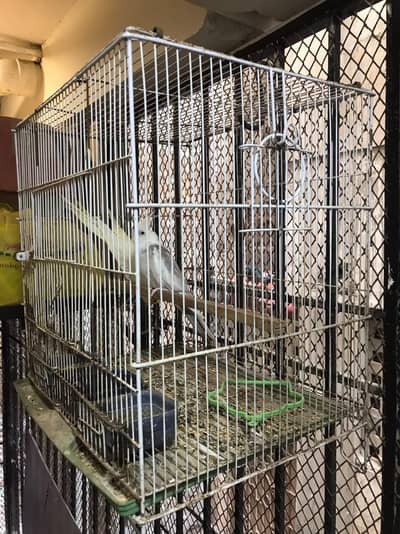 birds caged