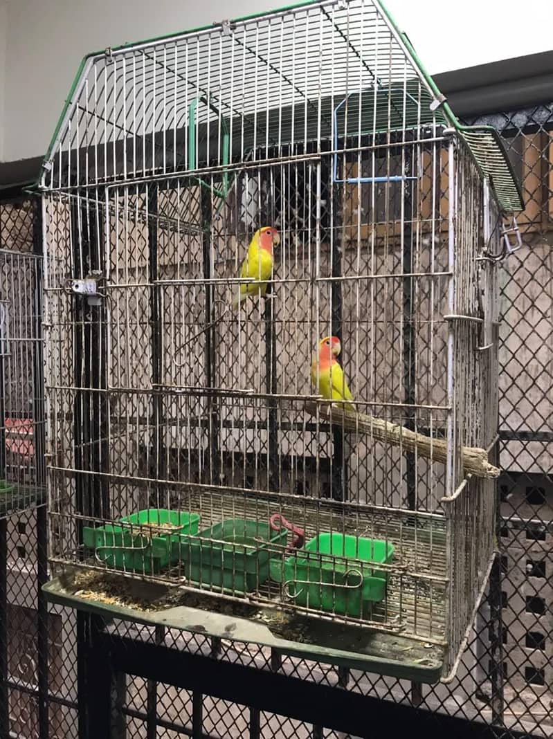 birds caged 1