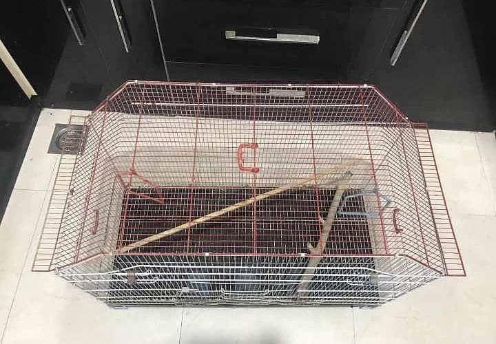 birds caged 5