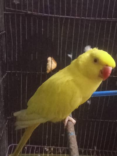 Healthy & Active Yellow Ringneck Parrot For Sale