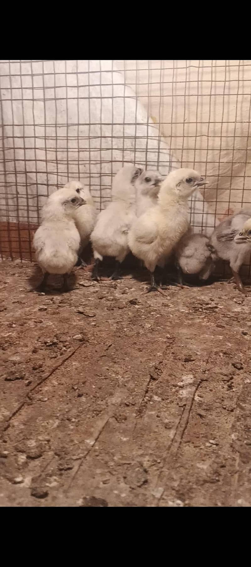 Dragon breed available 5