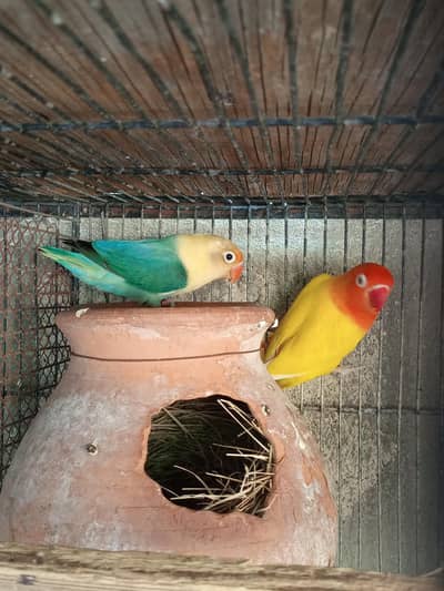 Lovebird Pair For Sale