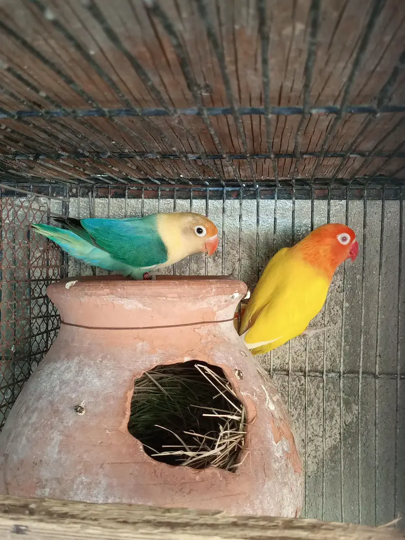 Lovebird Pair For Sale — photo 2