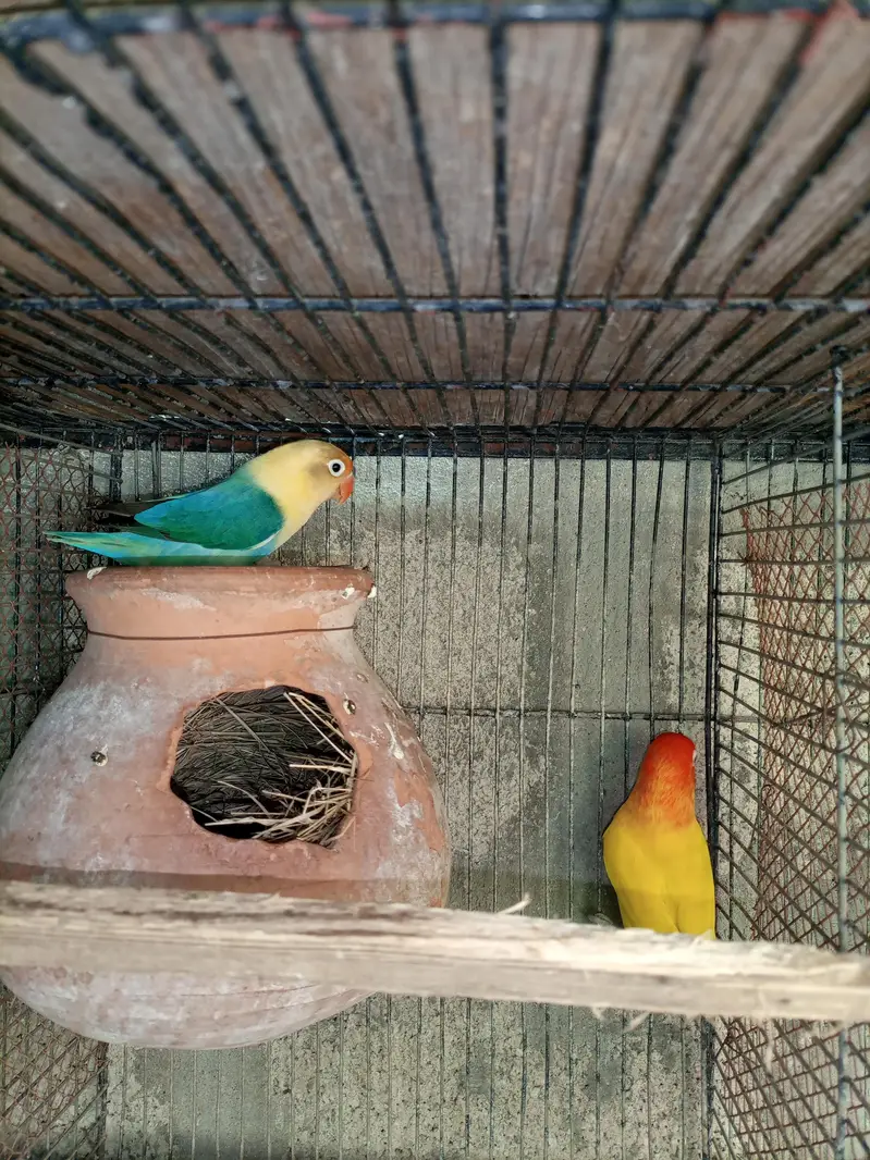 Lovebird Pair For Sale — photo 3