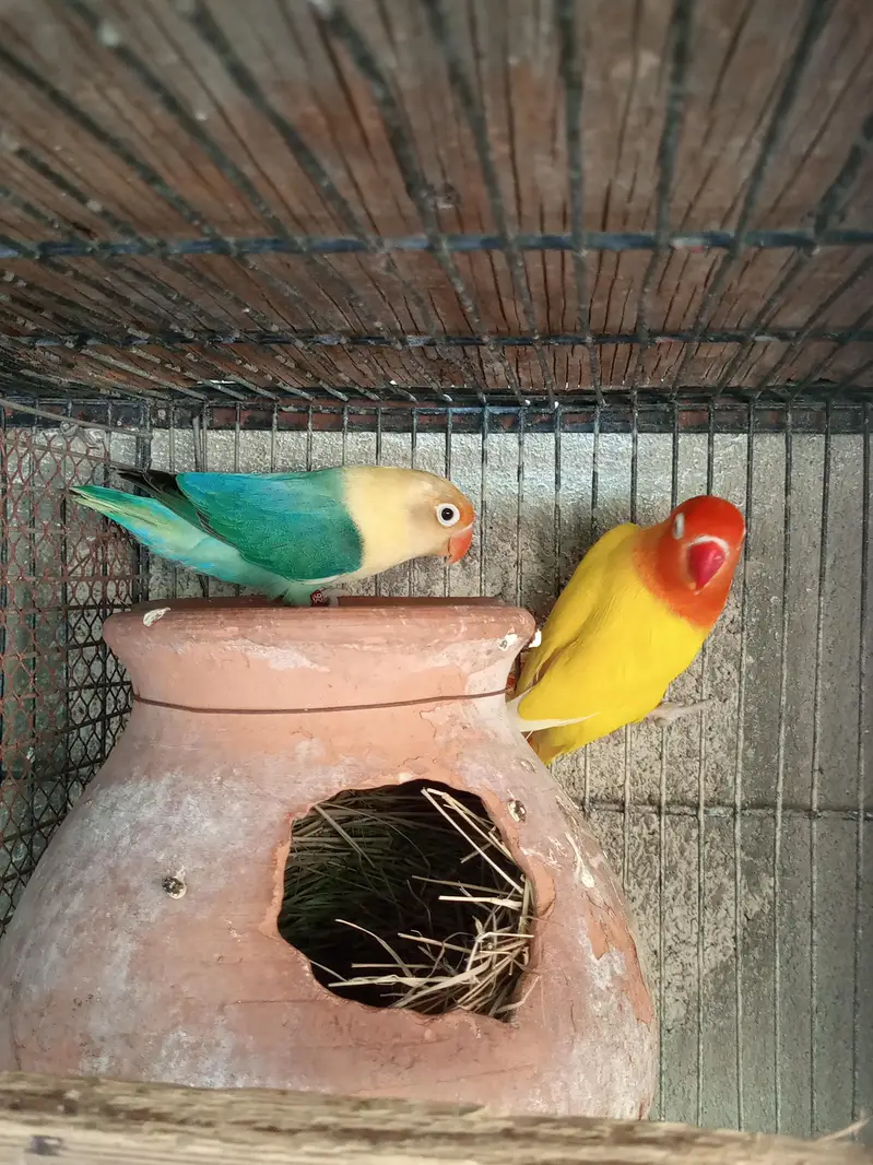 Lovebird Pair For Sale — photo 4