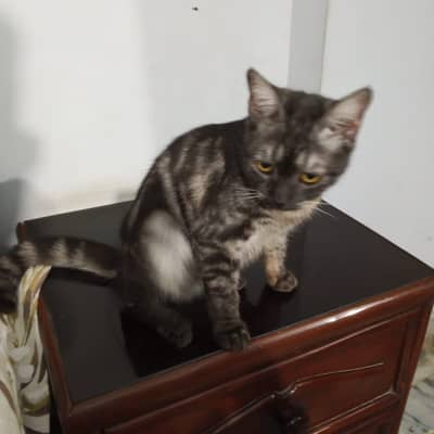 Cat for adoption
