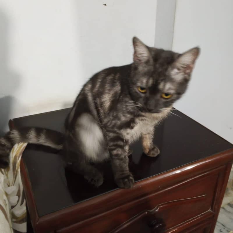 Cat for adoption 0