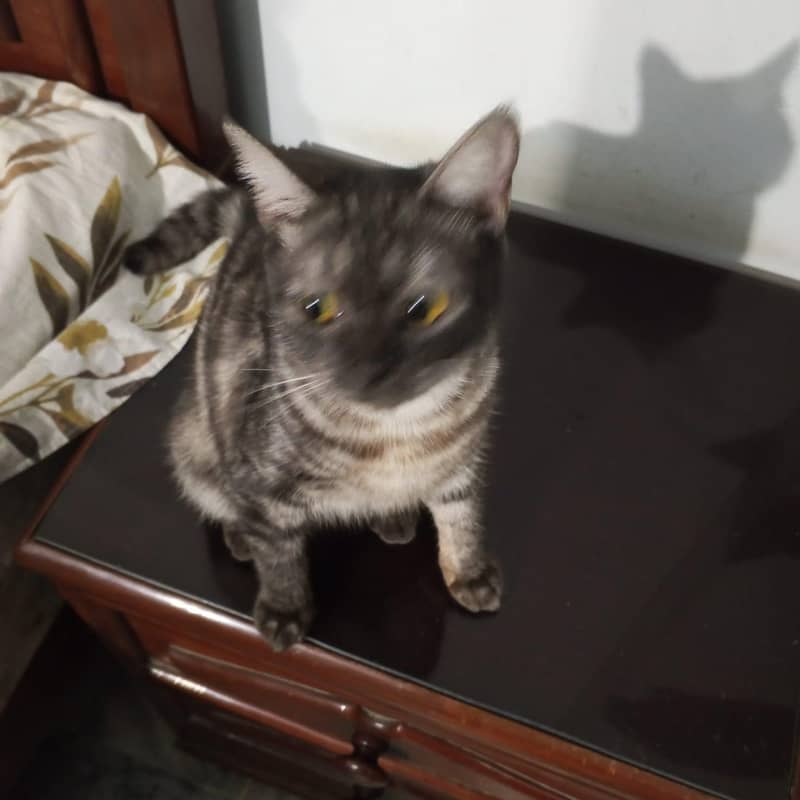 Cat for adoption 1