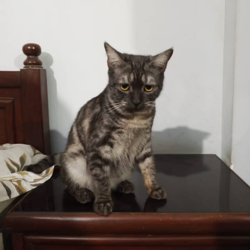 Cat for adoption 2