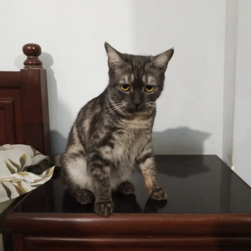 Cat for adoption — photo 3