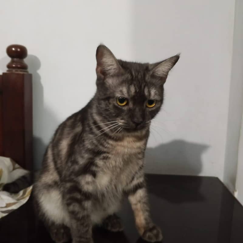 Cat for adoption 3