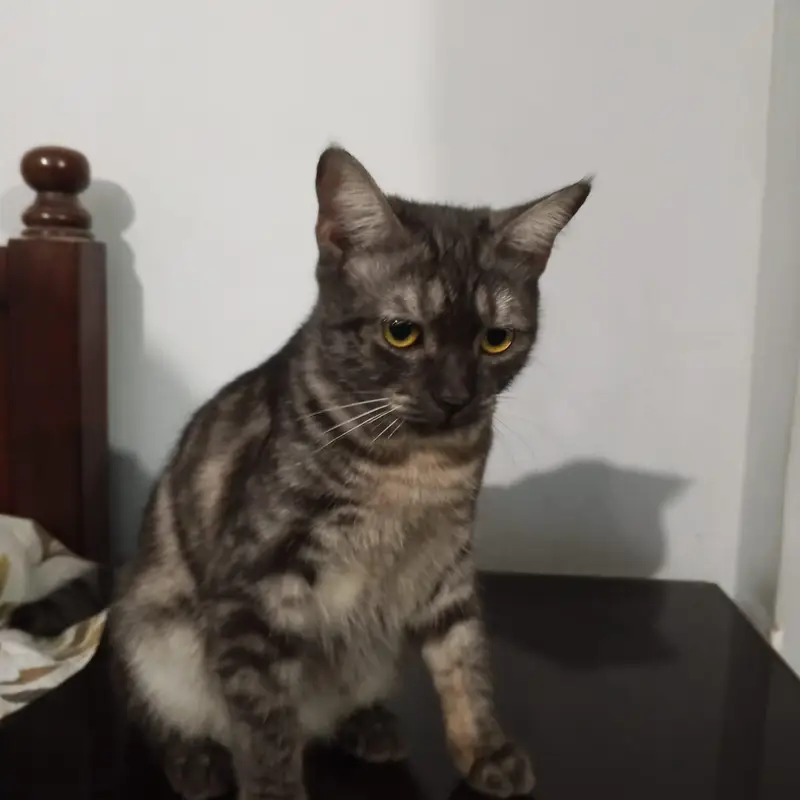 Cat for adoption — photo 4