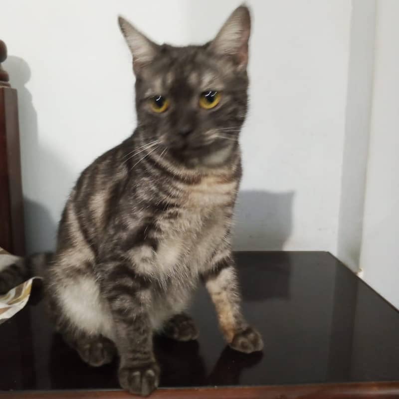 Cat for adoption 4