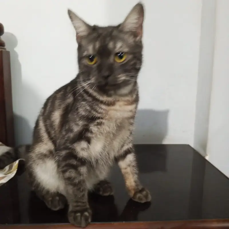 Cat for adoption — photo 5