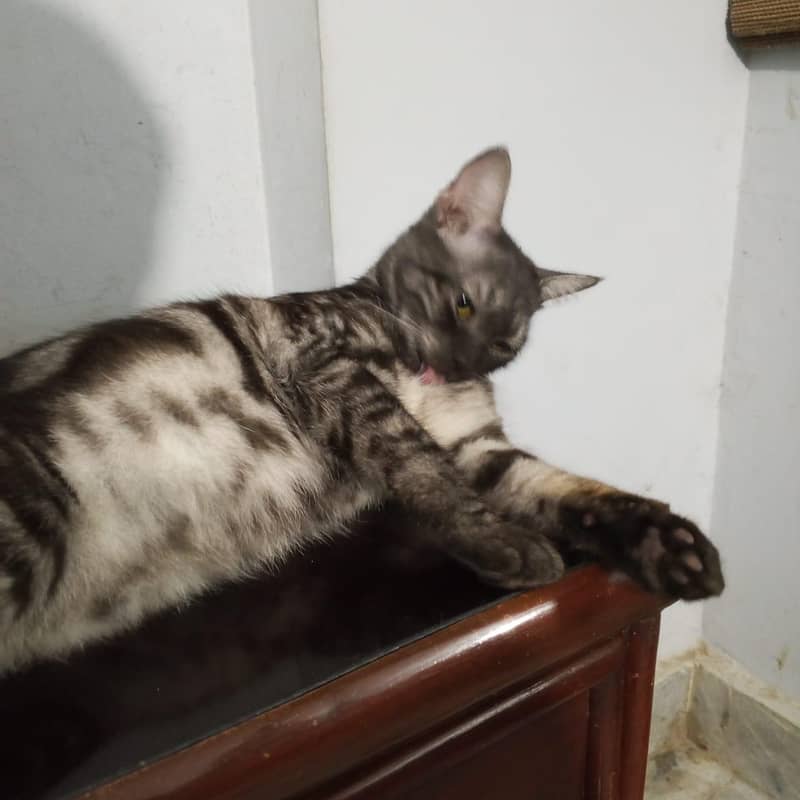 Cat for adoption 5