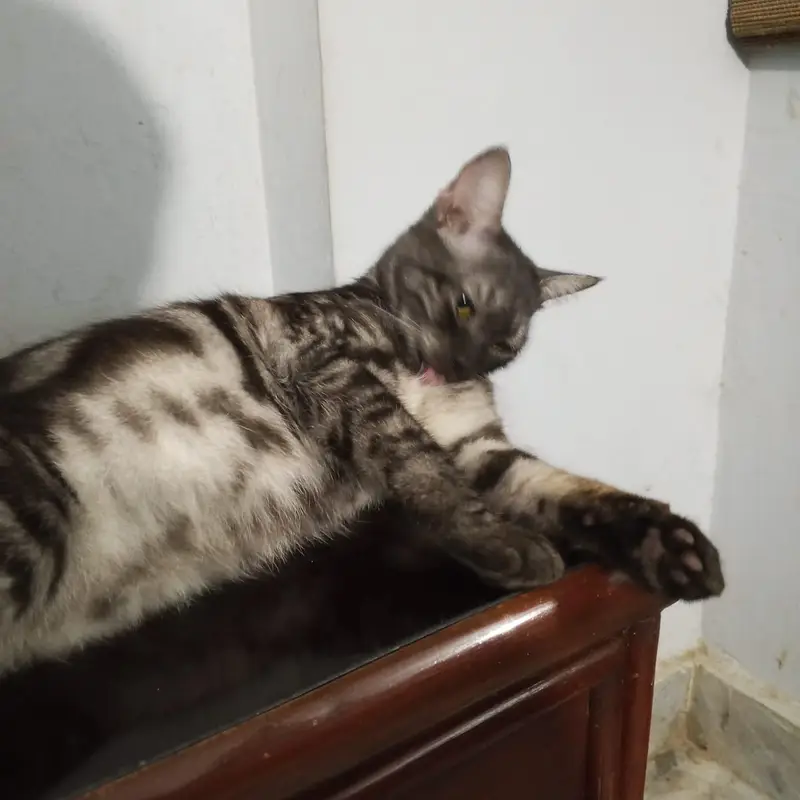 Cat for adoption — photo 6